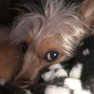 Meet your Posher, Morgan